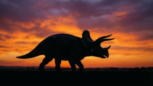Triceratops at Sunset