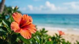 Tropical Beach Hibiscus