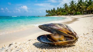 Tropical Beach Mussel