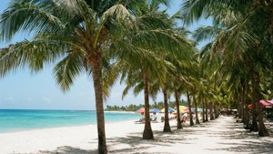 Tropical Beach Paradise