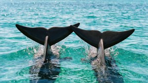 Tropical Dolphin Fins