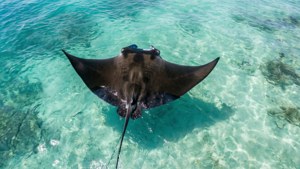 Tropical Glide
