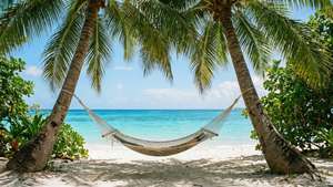 Tropical Hammock Dream