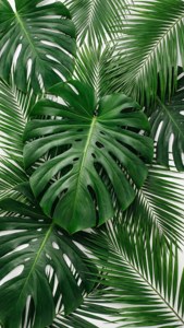 Tropical Leaf Paradise