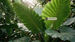 Tropical Leaves with Spotify Badge