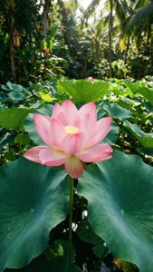 Tropical Lotus Pond