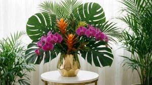 Tropical Orchid Oasis
