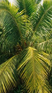 Tropical Palm Pattern