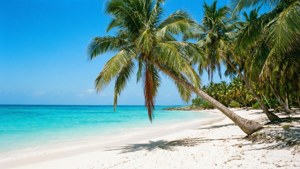 Tropical Paradise