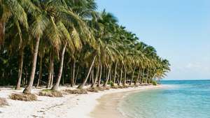 Tropical Paradise Row
