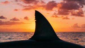 Tropical Sunset Fin