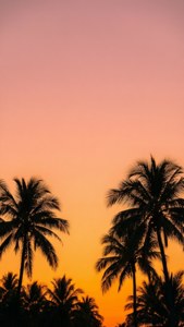 Tropical Sunset Gradient