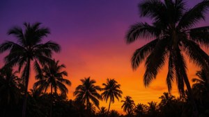 Tropical Sunset Gradient