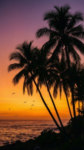 Tropical Sunset Silhouette
