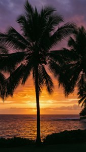 Tropical Sunset Silhouette