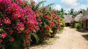Tropical Village Bougainvillea Path