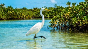 Tropical Wetland Egret