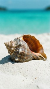 Tropical Whelk