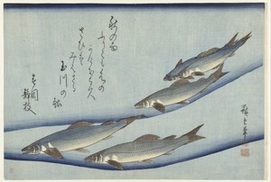 Trout