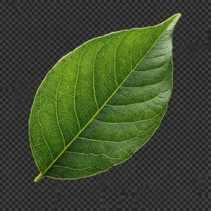 True Leaf Plant