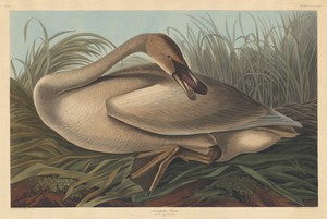 Trumpeter Swan