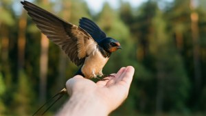 Trusting Swallow Landing
