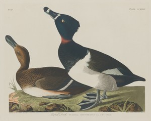 Tufted Duck