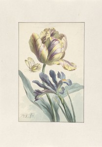 Tulip and Iris