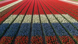 Tulip Field Flag