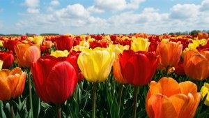Tulip Field Joy