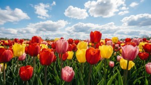 Tulip Field May