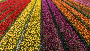 Tulip Field Patchwork