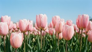 Tulip Field Pink
