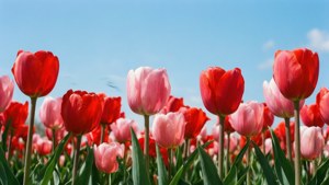 Tulip Field Romance