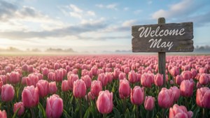 Tulip Field Welcome