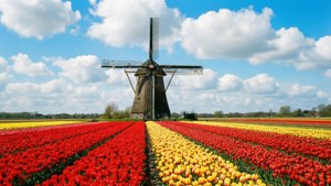 Tulip Field Windmill