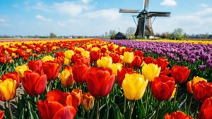 Tulip Fields and Windmill