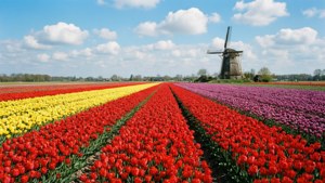 Tulip Fields and Windmill