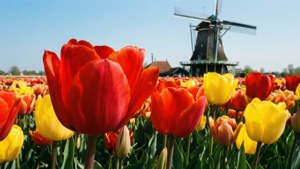 Tulip Fields Dream