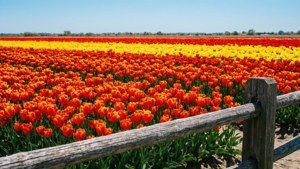 Tulip Fields Forever
