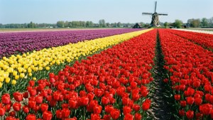 Tulip Fields Nearby