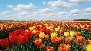 Tulip Fields of March