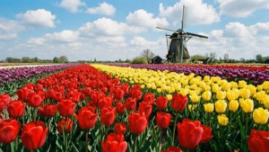 Tulip Fields Spring