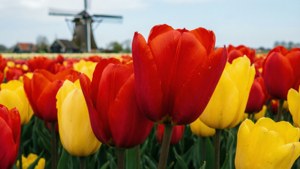 Tulip Fields Terneuzen