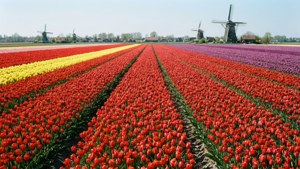 Tulip Fields Windmill