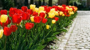 Tulip Path