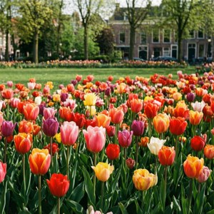 Tulip Spring