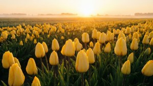 Tulip Sunrise