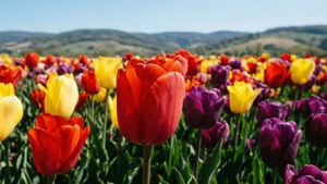 Tulip Symphony
