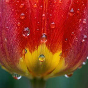 Tulip Water Lens